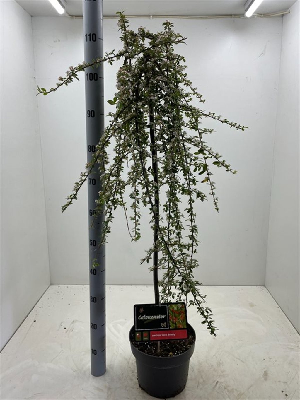 Cotoneaster suec. 'Coral Beauty' - C5